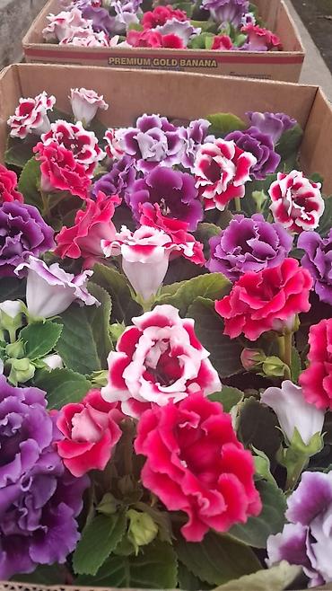 Фиалки и глоксинии: Продаю только оптом цветы из Узбекистана.глоксинии фикусы — 7