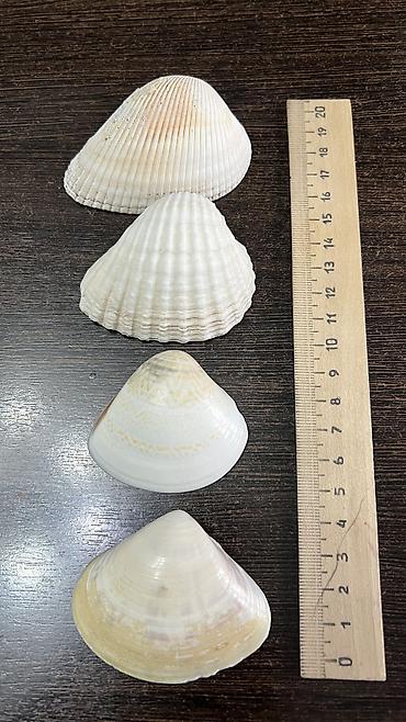 Аквариумы: Ракушки натуральные натуральные камни для аквариума Уступлю at lalafo.kg — 9 Аквариумы: Ракушки натуральные натуральные камни для аквариума Уступлю — 9
