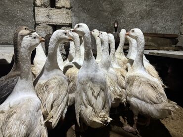 Qazlar: Qaz Sürüsü Satılır. 22 Dənədir. Tək-Təkdə Satmaq Mümkündür. Ünvan Qala — 2