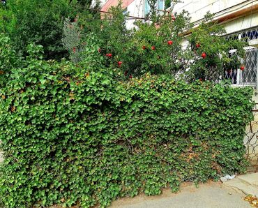 Köhnə tikili: Bakı, Zığ qəs., 3 otaqlı, Köhnə tikili, 75 kv. m — 19