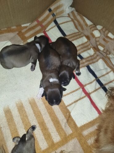 xaski itlər: Pekines, 1 ay, Dişi, Cütləşmə üçün, Pulsuz çatdırılma