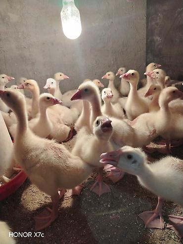 husky balası: Sapsağlam linda qaz balaları vitamin antibiotic herbirsey edilib 15 — 2