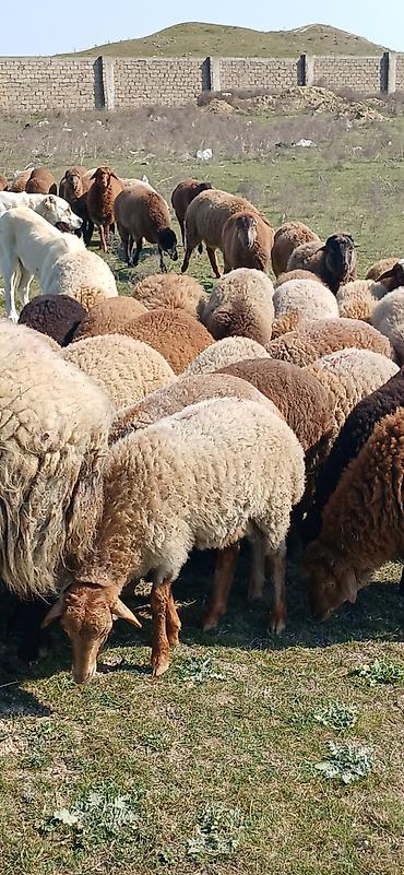 Qoyunlar, qoçlar: Mal-qara: Qoyun sürüsü Təsvir: - Şəkillərdə müxtəlif rəngli (qonur — 8
