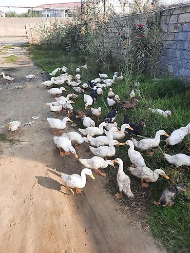 qara xoruz: Məhsul: Ev quşları – ördəklər (qarışıq sürü) Təsvir: - Fotoşəkillərdə — 5
