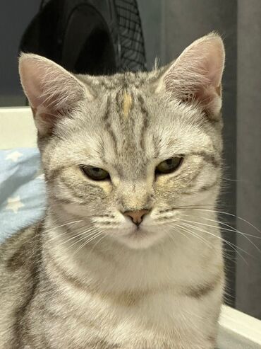 коротколапые котята: Скотиш Страйт (Шотландская прямоухая), 6 месяцев, Девочка, Золотая шиншилла, Приучена к лотку, С прививками