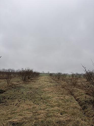 Torpaq sahələrinin satışı: Kənd təsərrüfatı, Kupça (Çıxarış) -da lalafo.az — 6 Torpaq sahələrinin satışı: Kənd təsərrüfatı, Kupça (Çıxarış) — 6