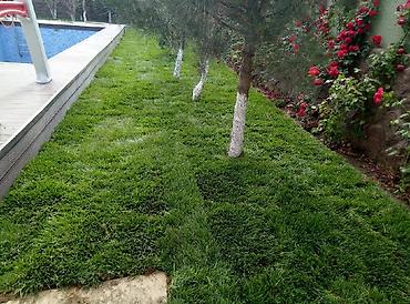 Toxumlar: Super qazon enli yarpaq sıx və alaqsız hörmetli ve deyerli — 9