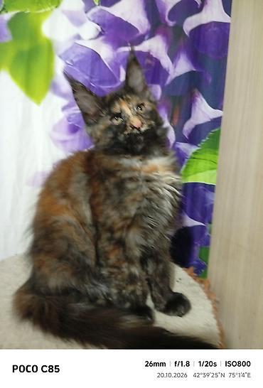 кошка сокулук: Гиганты Кошачьего мира❤️ Мейн-Куны❤️❤️❤️Монопольный Мини питомник — 7