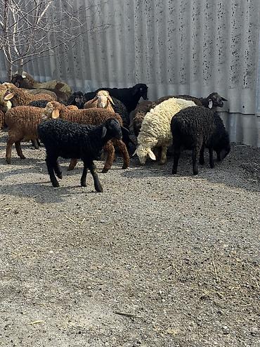 Баран, овца: Продаю | Овца (самка), Ягненок, Баран (самец) | Гиссарская, Полукровка, Меринос | На забой, Для разведения, Для шерсти | Племенные, Кастрированные, Осеменитель — 13