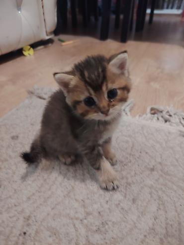 pekines balası: Qızıl şinşilla, Erkək, Dişi, Yaxşı əllərə, Ünvandan götürmə — 6