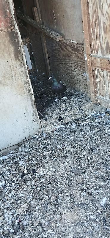 goyercin satişi baki: Qıymet bırıne aıtdı qusdar suraxanıdadı — 6