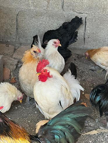 Птицы: На продажу Оптом Количество 22 штуки. Яйца несут. Возраст прошлого — 2