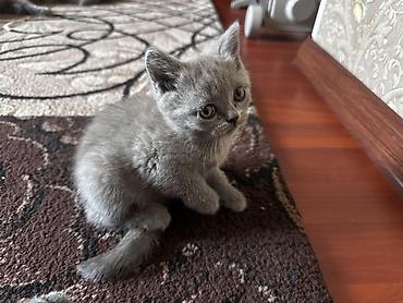 котята вислоухие бесплатно: Скотиш Страйт (Шотландская прямоухая), 2 месяца, Девочка, Серебристая шиншилла, Приучена к лотку — 1