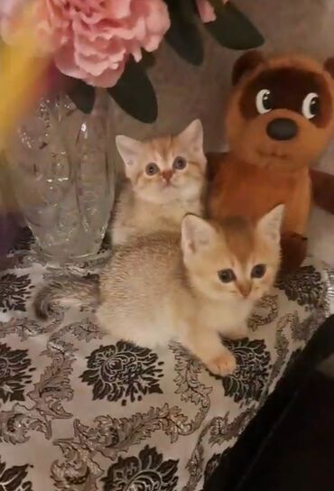 Кошки: Золотая шиншилла, Самец, Самка