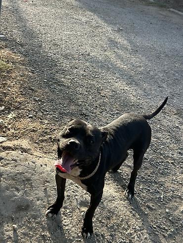 it adlari oglan: Pitbul, Erkək — 6