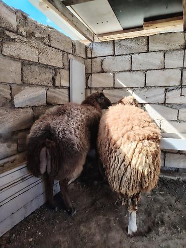 10 aylıq kok cins erkey heyvanlar satlir diri ceki 9 manat - lalafo.az -da 10 aylıq kok cins erkey heyvanlar satlir diri ceki 9 manat -