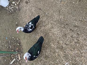 Ördəklər: Muscovy (barbariska) ördəkləri – boz-qəhvəyi rəng çalarında, qırmızı — 7