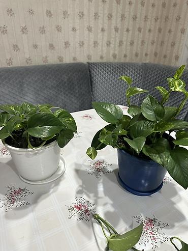 Эпипремнумы и сциндапсусы: Эпипремнум (Scindapsus, “плющ-потос”) в горшках. Варианты: - Куст с — 5