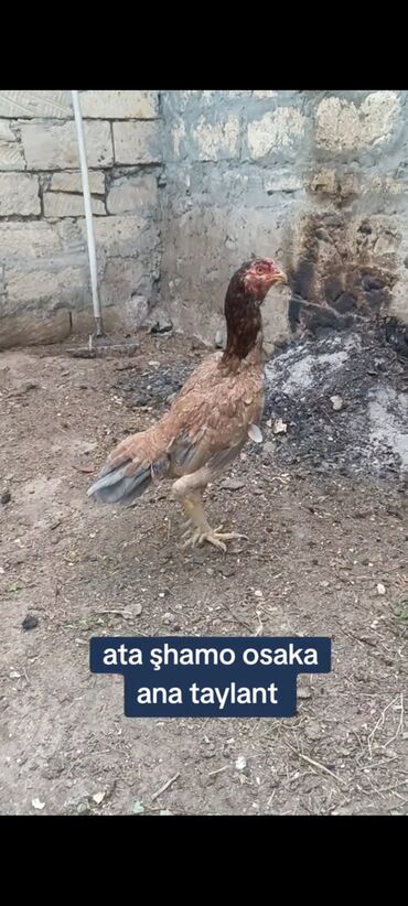 brama toyuqlar: Toyuq, Damazlıq, Ödənişli çatdırılma
