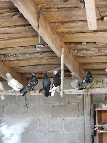 Другие с/х животные: Порода: СРОЧНО МОГУ ПРОДАТЬ ОПТОМ ЦЕНОЙ НЕ ОБИДЕМ декоративные голуби — 8