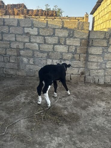 ən gözəl pişik adları: 5 günlük cins erkək buov satılır. Anası köhnə rusiya cinslərindəndir