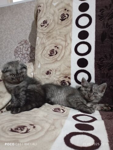 отдам даром стеклянные банки: --- Отдам в добрые руки шотландских котят 🐾 Ищем заботливых хозяев
