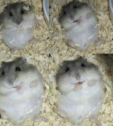 Gəmiricilər: Hamster cunqarik kiçik ölçülü, ağ, boz və qəhvəyi rənglərdə olan tüklü — 6