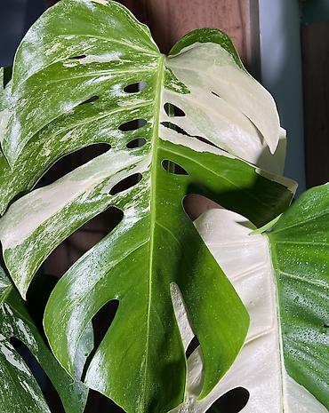 альба: Монстера вариегатная (Monstera deliciosa variegata, «альбо») Здорова — 3