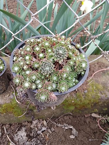 Ostale kućne biljke: Sukulenti u saksijama – više vrsta - Sedum (različite sorte) — 11