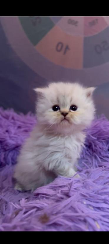 Кошки: Ragdol British cins bebelerimiz satılır 3dene ağ erkekdi- qara olan — 4