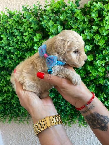 Psi: Odgajivacnica pasa "Happy Puppies" ima u ponudi prelepe stence — 8