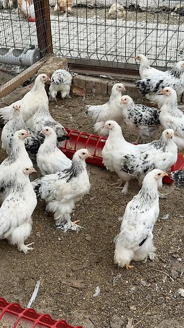 Продаю | Цыплята | Брама | Для разведения at lalafo.kg Продаю | Цыплята | Брама | Для разведения