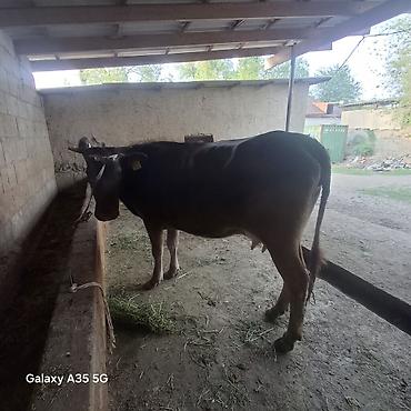 Коровы, быки: Продаю | Корова (самка) | Для молока — 9