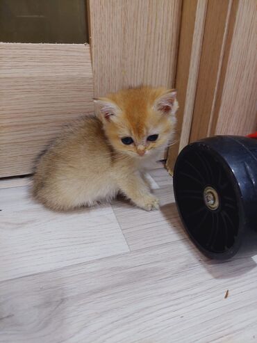 Pişiklər: Qızıl şinşilla, Erkək, Dişi, Ünvandan götürmə — 8