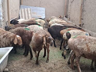 коза дойная: Сатам | Ургаачы кой (ургаачы) | Көбөйтүү үчүн | Ургаачы