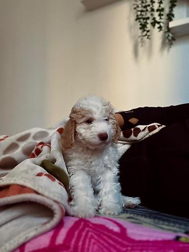 Psi: Rasni štenci – rase Lagotto Romagnolo (belo–braon) oznaka, mekanog — 11