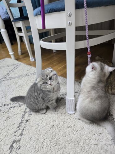 Pişiklər: Şotland, Ünvandan götürmə -da lalafo.az — 6 Pişiklər: Şotland, Ünvandan götürmə — 6