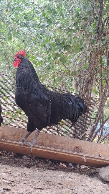 Xoruzlar: Xoruz, il: 1, Pulsuz çatdırılma — 12