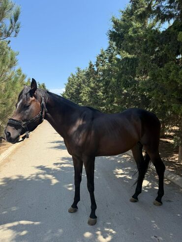 Atlar: Temiz qan Ingilis atidir .Pasportlu.boy 1.80 sm.Atasi meshur — 6