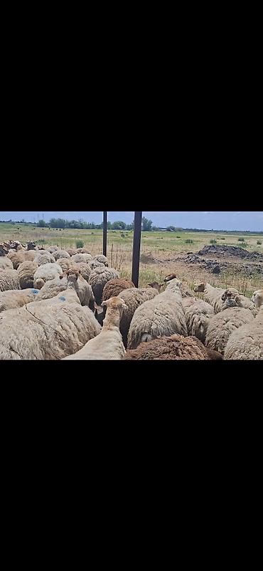Mal-qara: Dişi, il: 10, 50 kq, Damazlıq, Ünvandan götürmə — 8