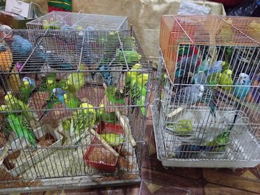 Yemlər: Quş yemləri 1-azn Qırmızı darı topdan 1azn Pərakəndə 1,50azn 1-kq — 19