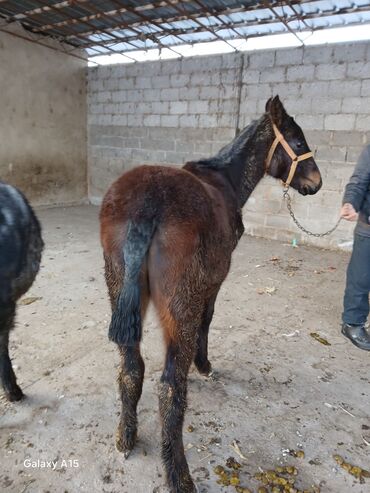 Другие с/х животные: ТАЙЛАР сатылат баасы 58 000 сом денсоолугу зынк at lalafo.kg — 5 Другие с/х животные: ТАЙЛАР сатылат баасы 58 000 сом денсоолугу зынк — 5