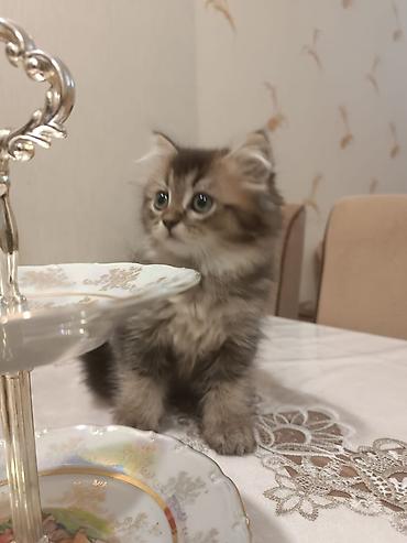 ev pişiyi satışı: Yaxşı əllərə — 8