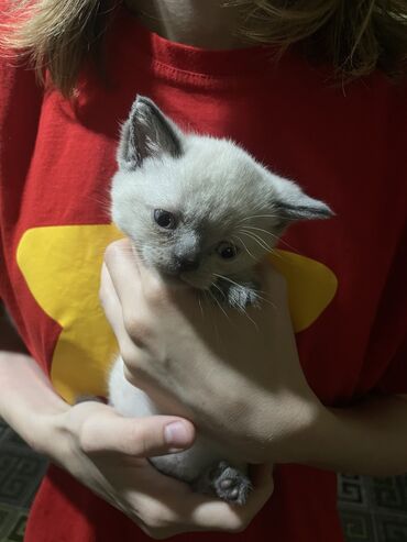 сиамские котята: Скотиш Фолд (Шотландская вислоухая), 1 месяц, Девочка, Метис