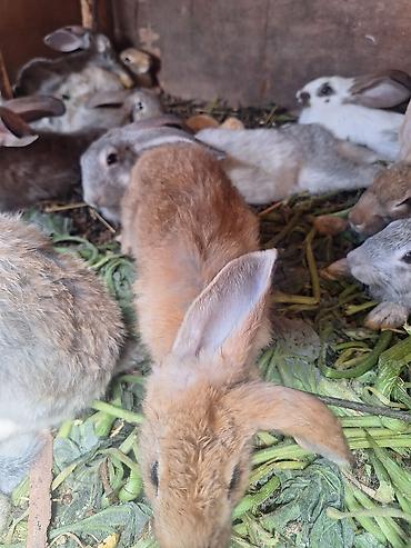 як сабака: Продаю | Крольчата | Для разведения — 6