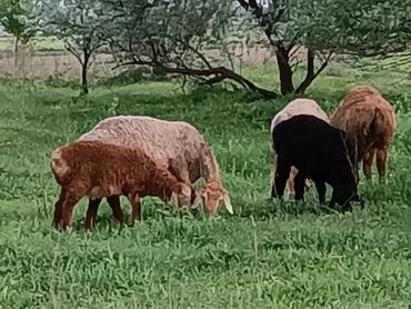 коза: Продаю | Овца (самка), Ягненок | Арашан | Для разведения