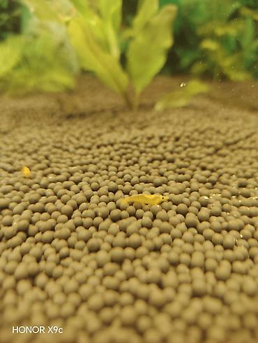 akvaryum aksesuarları: Sarı akvarium krevetləri (Neocaridina) – sakit və bitkili akvariumlar — 2
