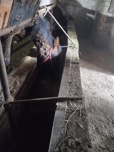 Лошади, кони: Продаю | Кобыла (самка) | Рабочий | Мерин — 4