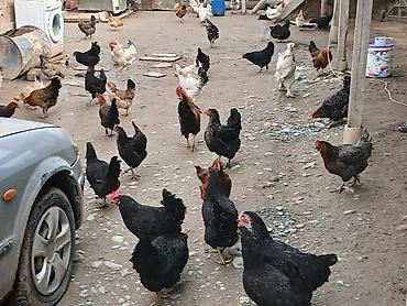 Куры, петухи: Продаю | Куры | Домашняя | Для разведения — 2