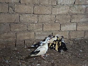 meyn kun qiymeti: Salam ördək balaları satılır 4 dənəsi 1 aylarnı keçib 7 manata demişəm — 2